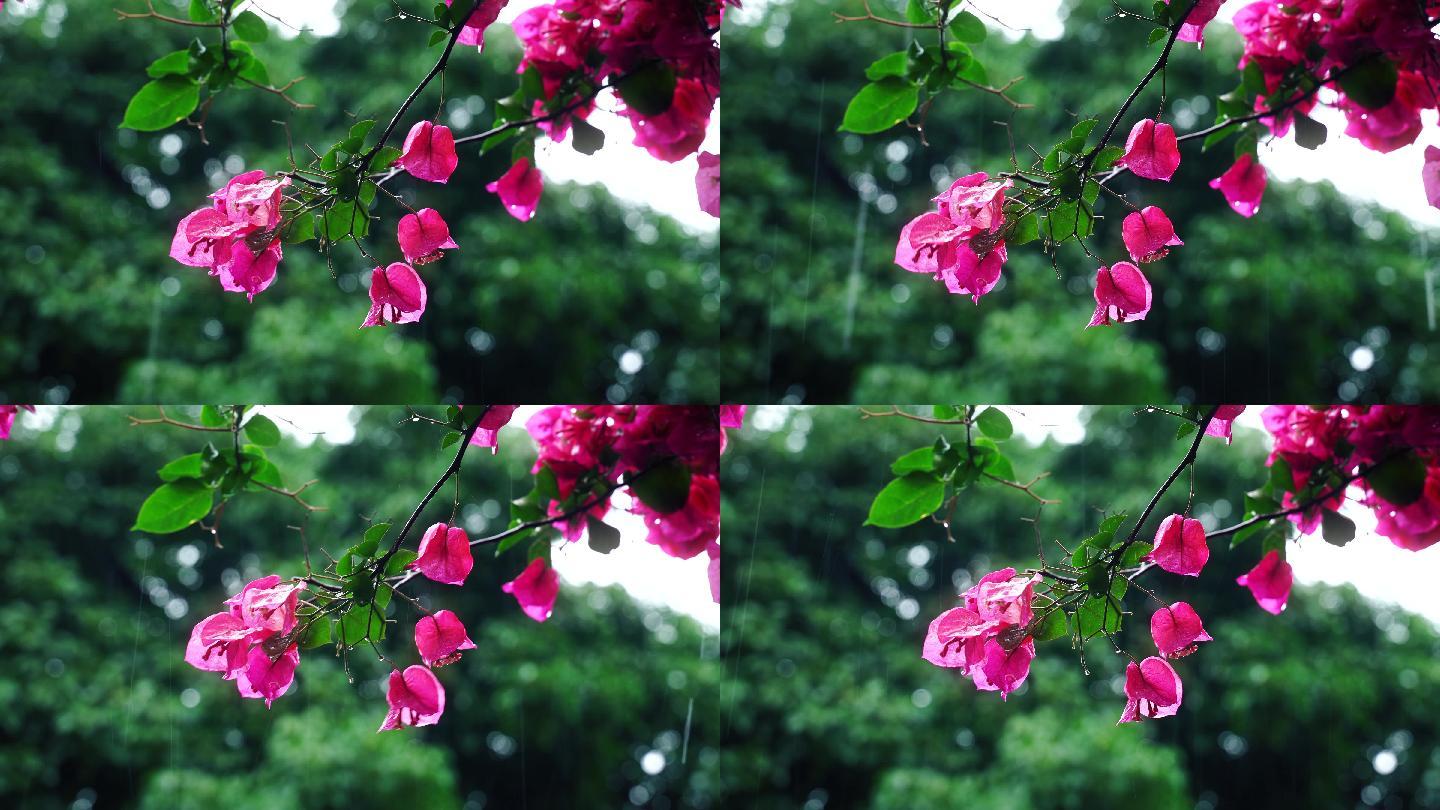 下雨天梅花雨中花朵植物三角梅
