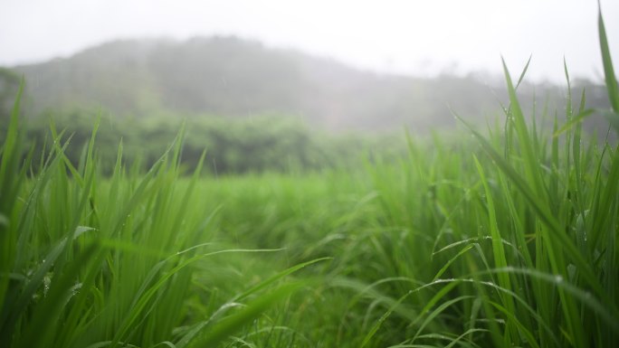 雨天的水稻