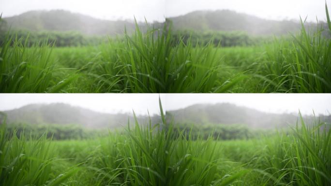 雨天的水稻