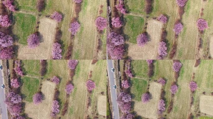 桃花，林芝，西藏农田开花农村