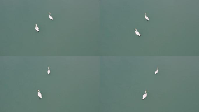 新疆阿勒泰喀纳斯河天鹅航拍