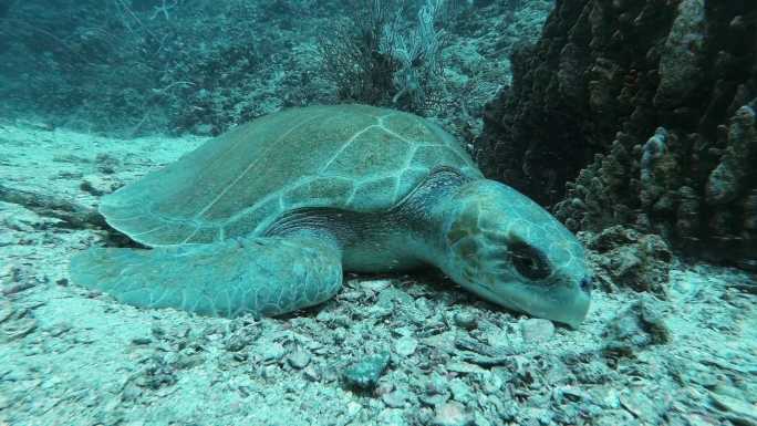 水下珊瑚礁脆弱物种上的太平洋丽纹龟（Lepidochelys olivacea）死亡