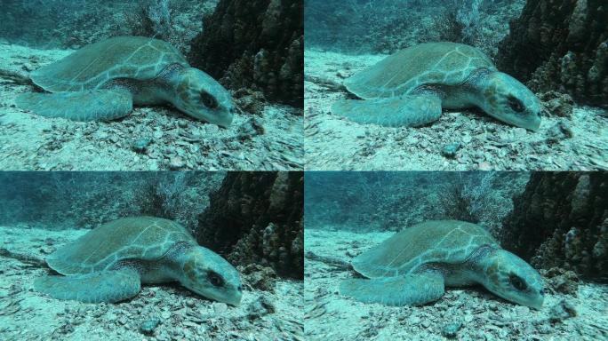 水下珊瑚礁脆弱物种上的太平洋丽纹龟（Lepidochelys olivacea）死亡