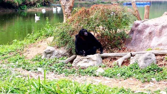 黑猩猩动物园大猩猩动物园保护区