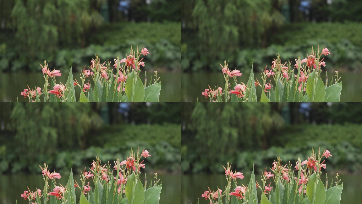 花草 植物 空镜