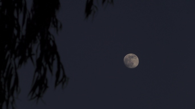 月亮柳树忧郁月亮月上柳枝头人约黄昏后