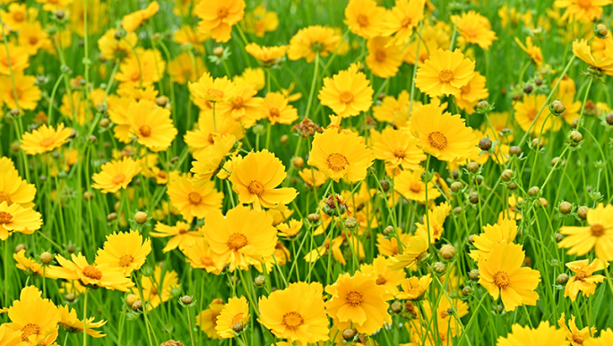 各种花朵 蔷薇 金鸡菊花夏天鲜花