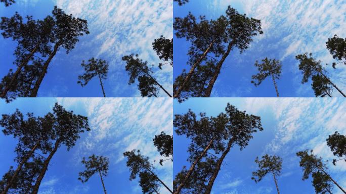 户外 自然 松树 蓝天 白云