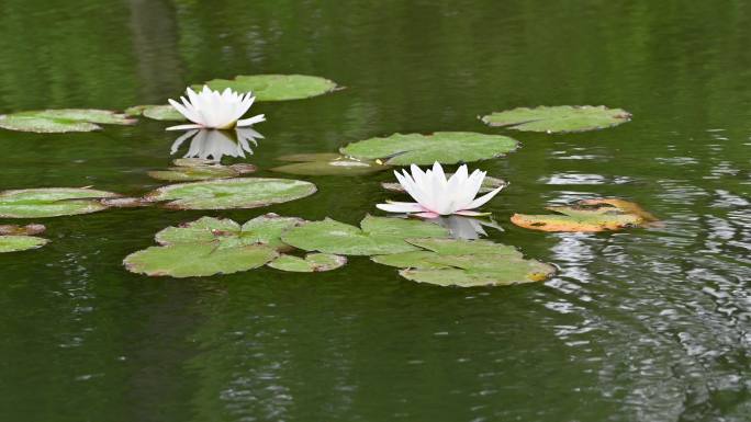 睡莲荷花初夏空镜素材