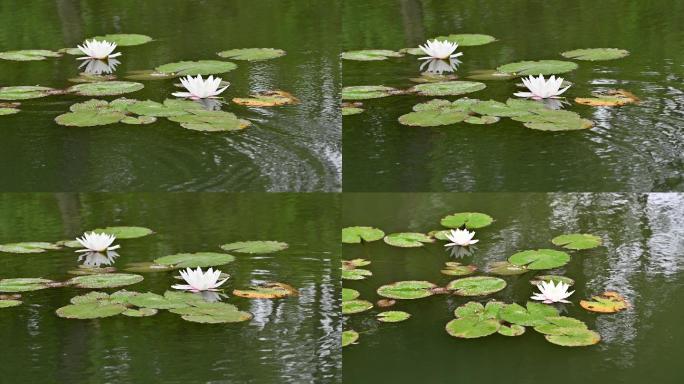 睡莲荷花初夏空镜素材