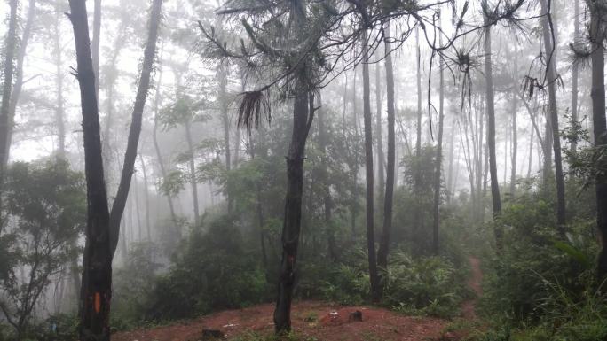 深山雾水松树云雾烟雨雾散松山淡雾