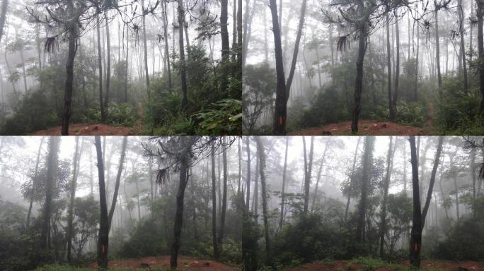 深山雾水松树云雾烟雨雾散松山淡雾