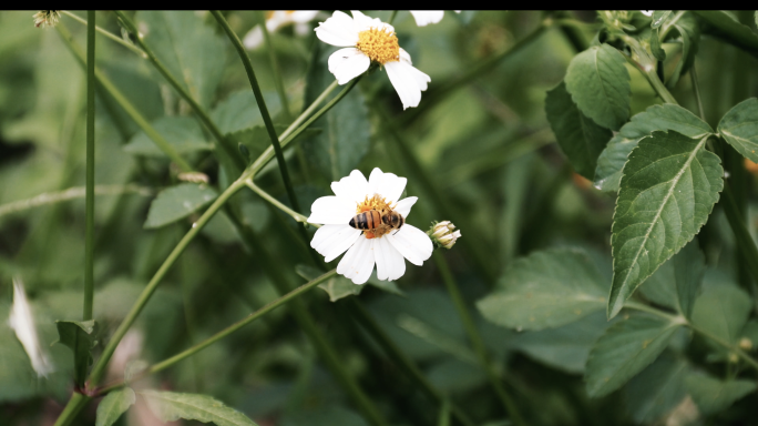 4K 蜜蜂在花丛中采蜜 慢动作