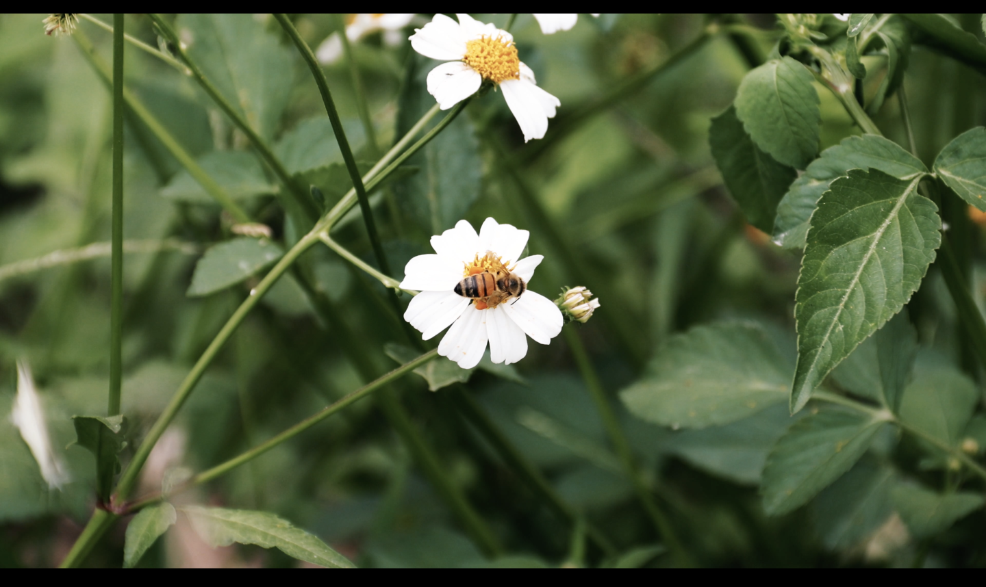 4K 蜜蜂在花丛中采蜜 慢动作
