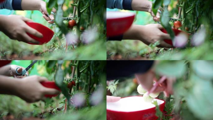 采摘小西红柿