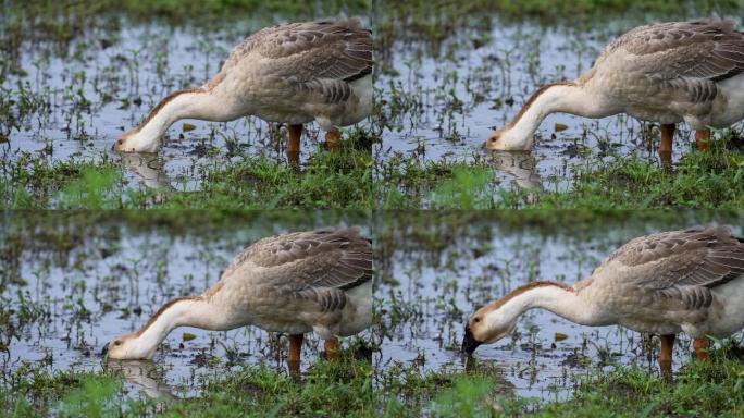 乡村动物-大灰鹅