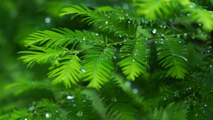 森林下雨天_雨中树林_树叶雨水滴落