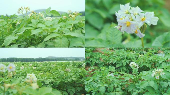 4K原创土豆种植基地 马铃薯开花实拍素材