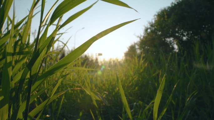 8k草地绿色环保绿化安静逆光透光阳光照射