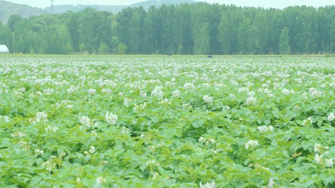 4K原创土豆种植基地 马铃薯开花实拍素材