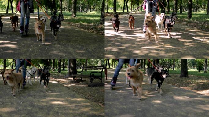 带着一群领养狗的女人在公园里玩旱冰鞋