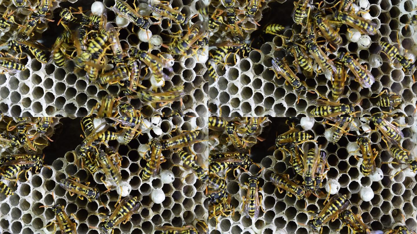 有黄蜂坐在上面的黄蜂巢。黄蜂抛光剂。