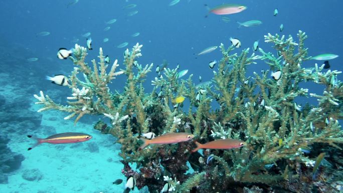 泰国鹿角珊瑚礁上的热带鱼生物多样性蓬勃发展