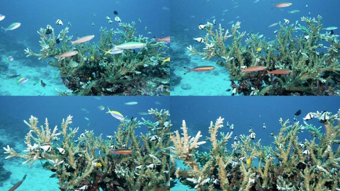 泰国鹿角珊瑚礁上的热带鱼生物多样性蓬勃发展