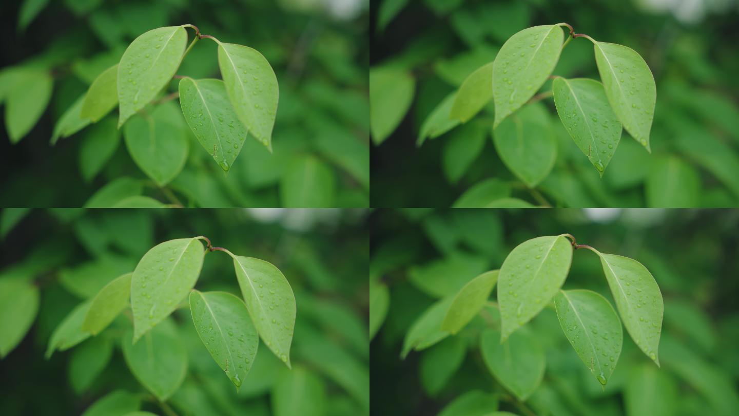 8k雨后树叶清晨露水自然美景绿色植物叶子