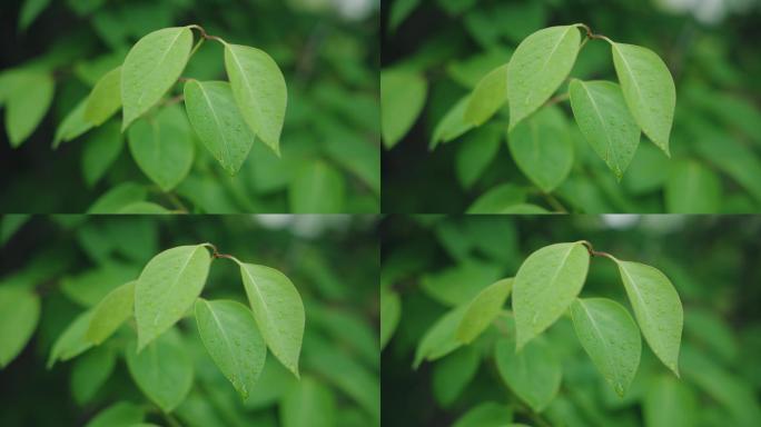 8k雨后树叶清晨露水自然美景绿色植物叶子