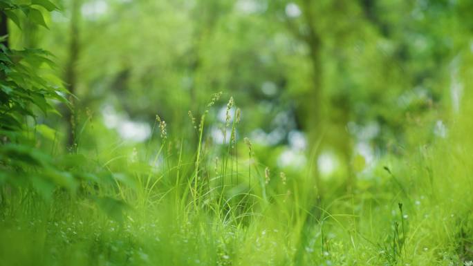 8k草地绿色环保绿化安静自然风景小草特写