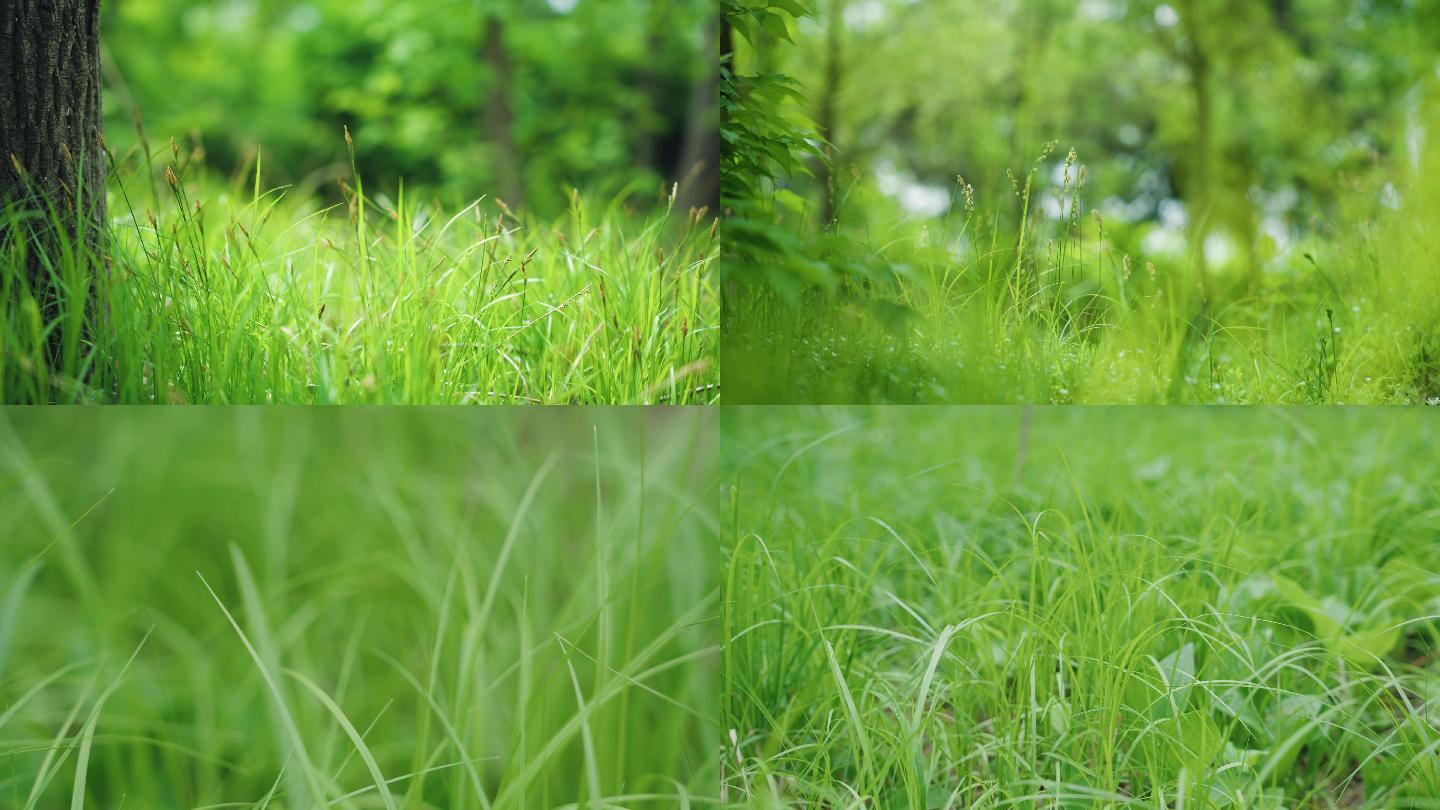 8k草地绿色环保绿化安静自然风景小草特写