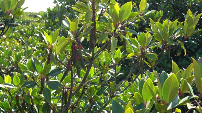 红树植物木榄的果实