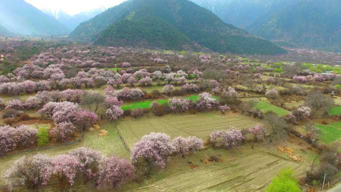 桃花，林芝，西藏桃花林芝西藏