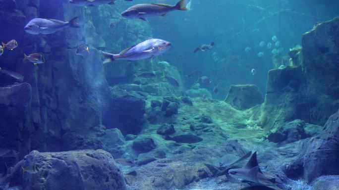 巨大的鱼缸美景海底世界