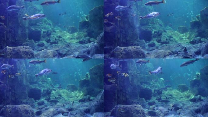 巨大的鱼缸美景海底世界