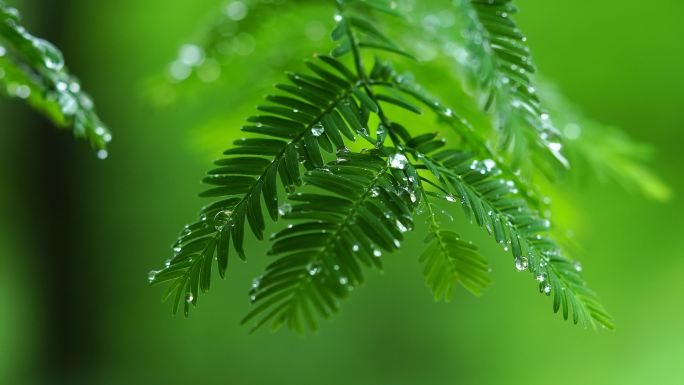 树林雨天树林雨珠 下雨天