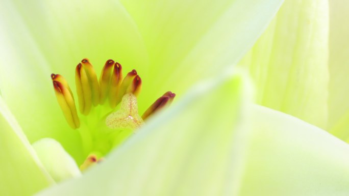 百合开花4K开花花蕊鲜花