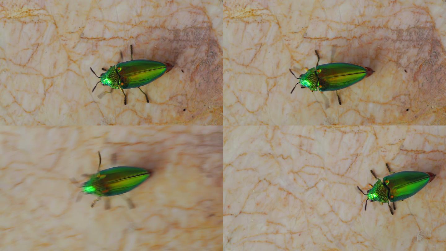珠宝甲虫在地板上行走并飞翔