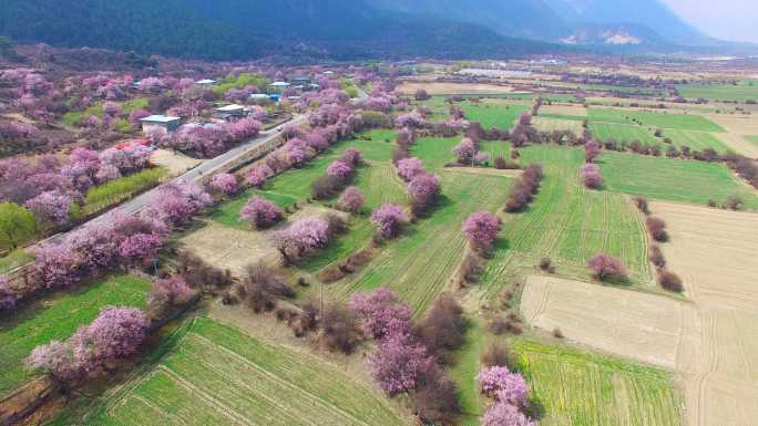 桃花，林芝，西藏向往的生活桃花源记