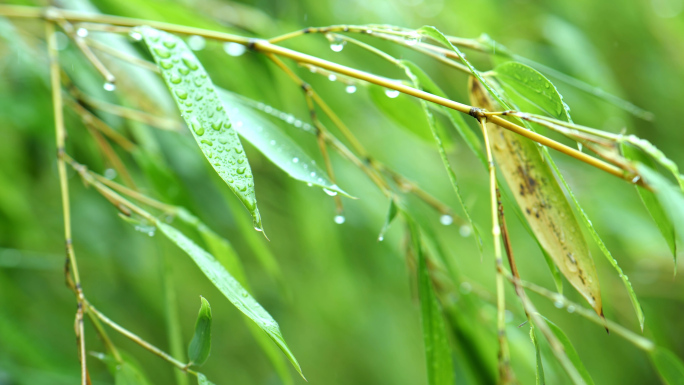唯美下雨竹子竹叶水滴