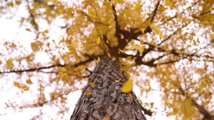 树梢落叶秋天落叶银杏树叶飘散仰视角度