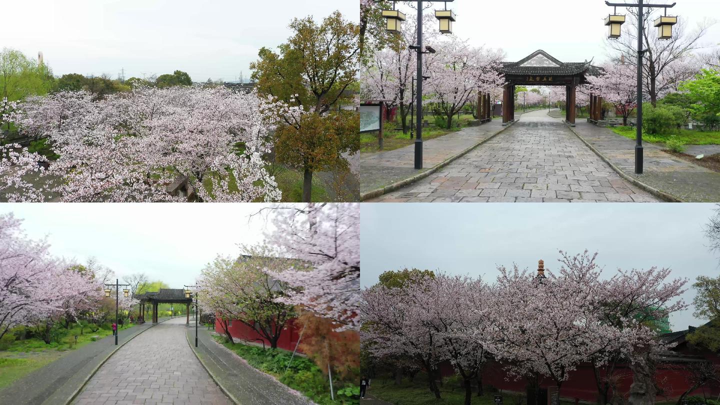 樱花 广富林 春天 航拍 花朵