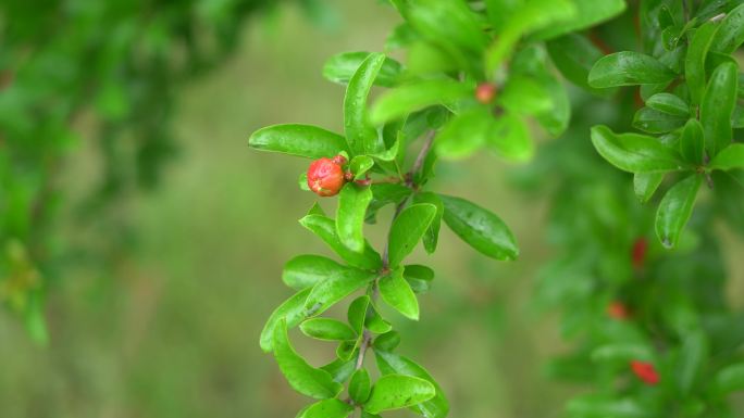 石榴花实拍