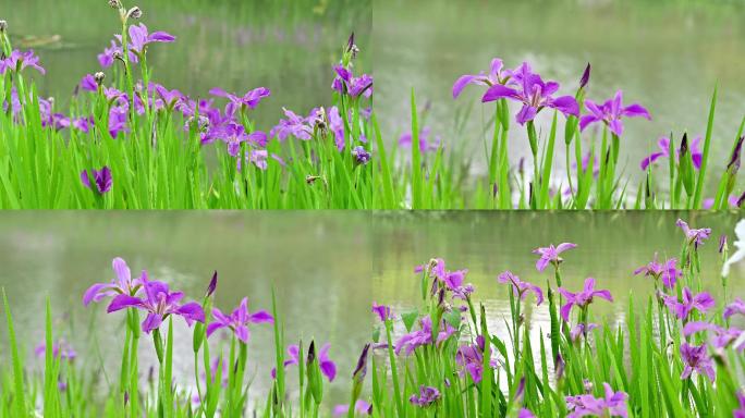 水边花菖蒲 玉婵花 鸢尾 空镜头