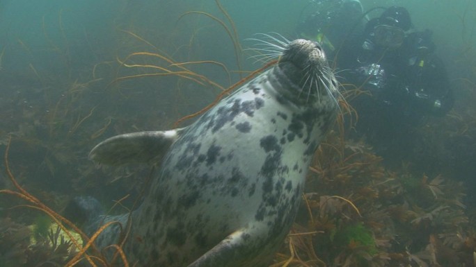 灰海豹潜泳