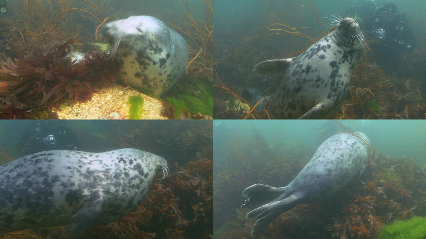 灰海豹潜泳
