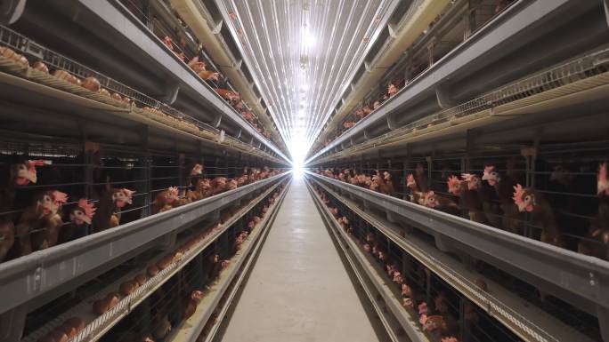 家禽养殖场的蛋鸡养鸡场养殖圈养鸡