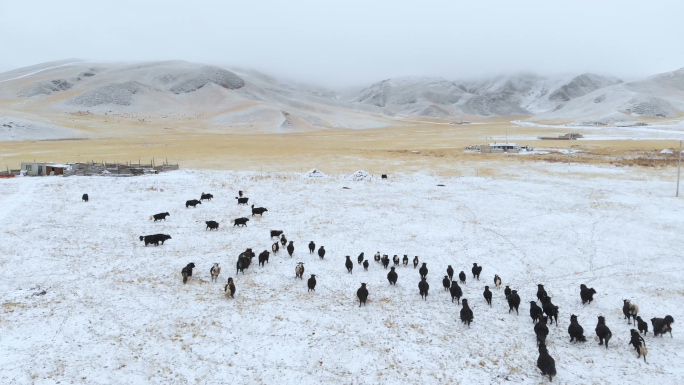 雪山草原牦牛牧场尕海