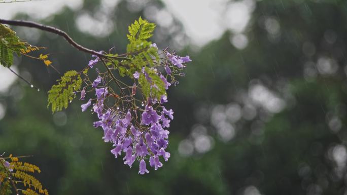 美丽花朵风雨中摇曳